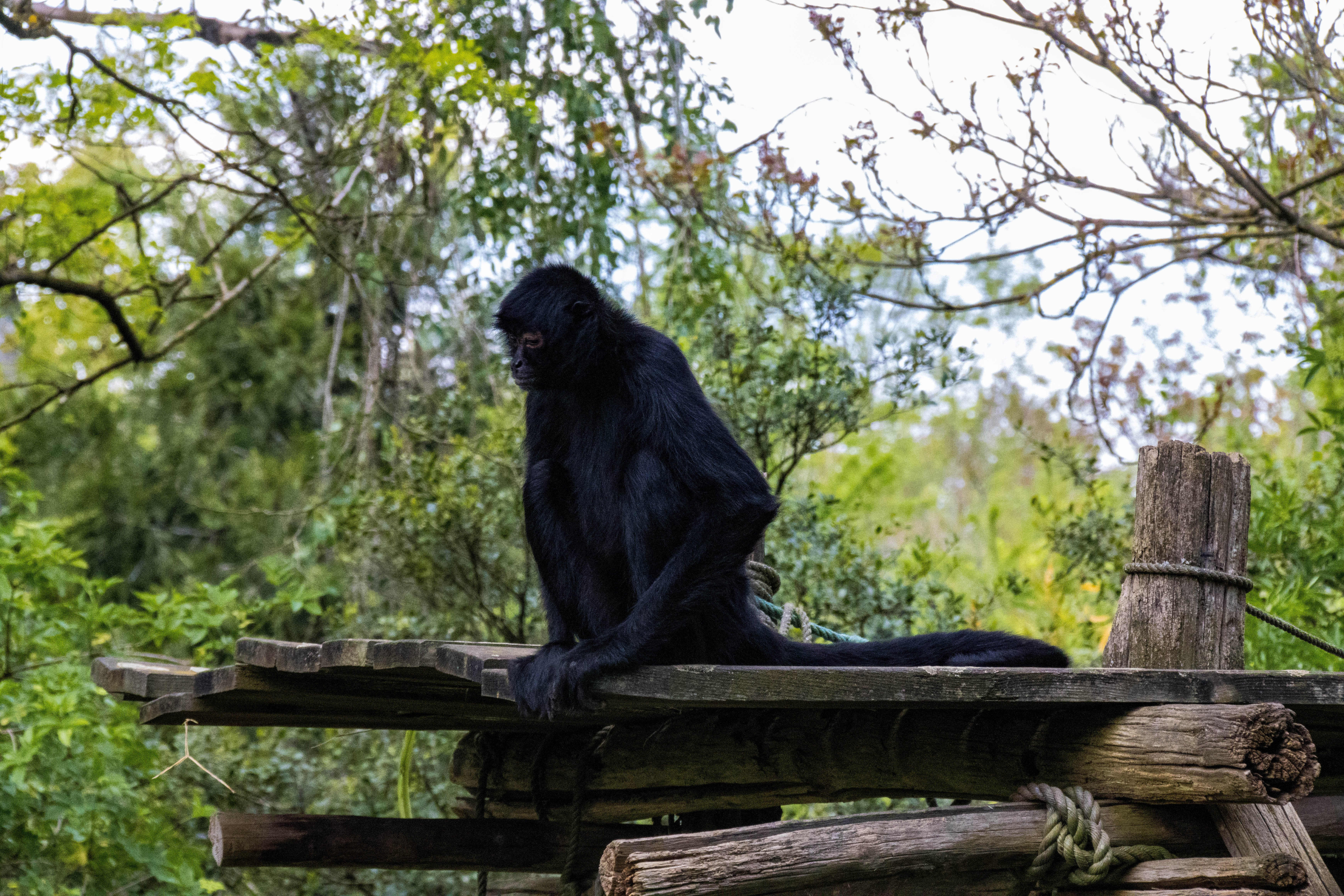 Atèle de Colombie-_MG_5986.jpg